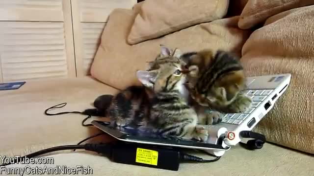 The best Funny Playing Cats and Dancing Kittens Compilation | Try not to laugh !