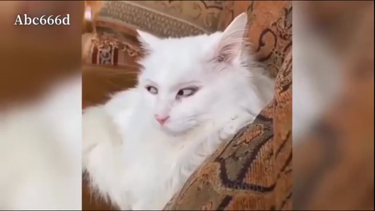 THE BEST FUNNY CAT & Funny kitten videos 2020 😸!FunnyCats Motel!