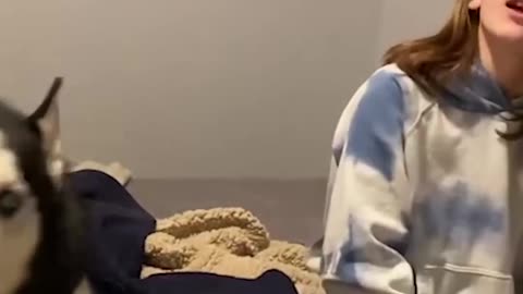 Funny Husky Videos | Dog Park