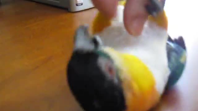 CUTE LITTLE BIRD JUMPING AND PLAYING WITHS OWNER