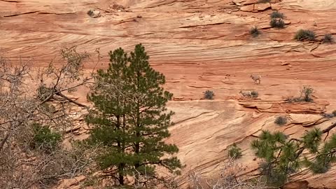 Mountain Sheep Running on Red Rocks at Zion National Park