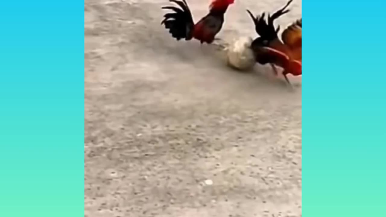 Cocks playing football
