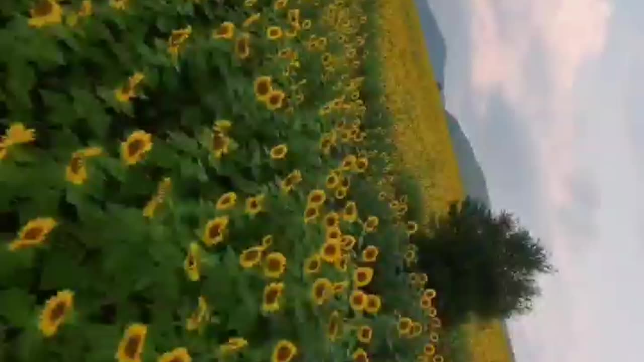 Sunflower field