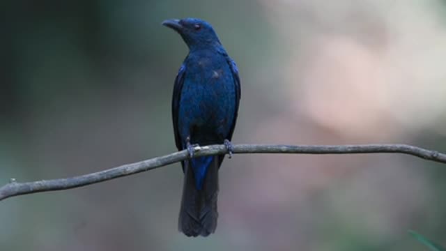 Paradise birds