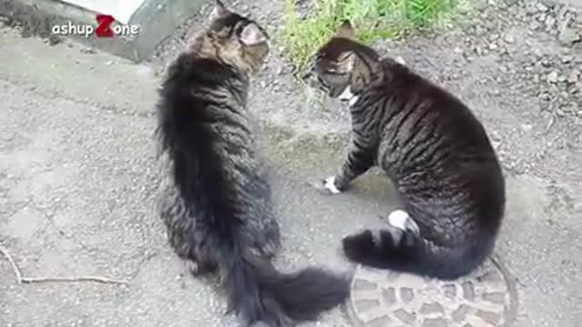 Funny cats Arguing. Cats talking to each other compilation//New hd