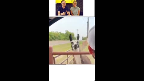 🤣😂lama and a man funny fighting #funnyvideo for more funny videos follow me on rumble it