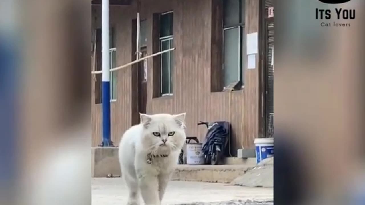 Animal Are Always Funtastic