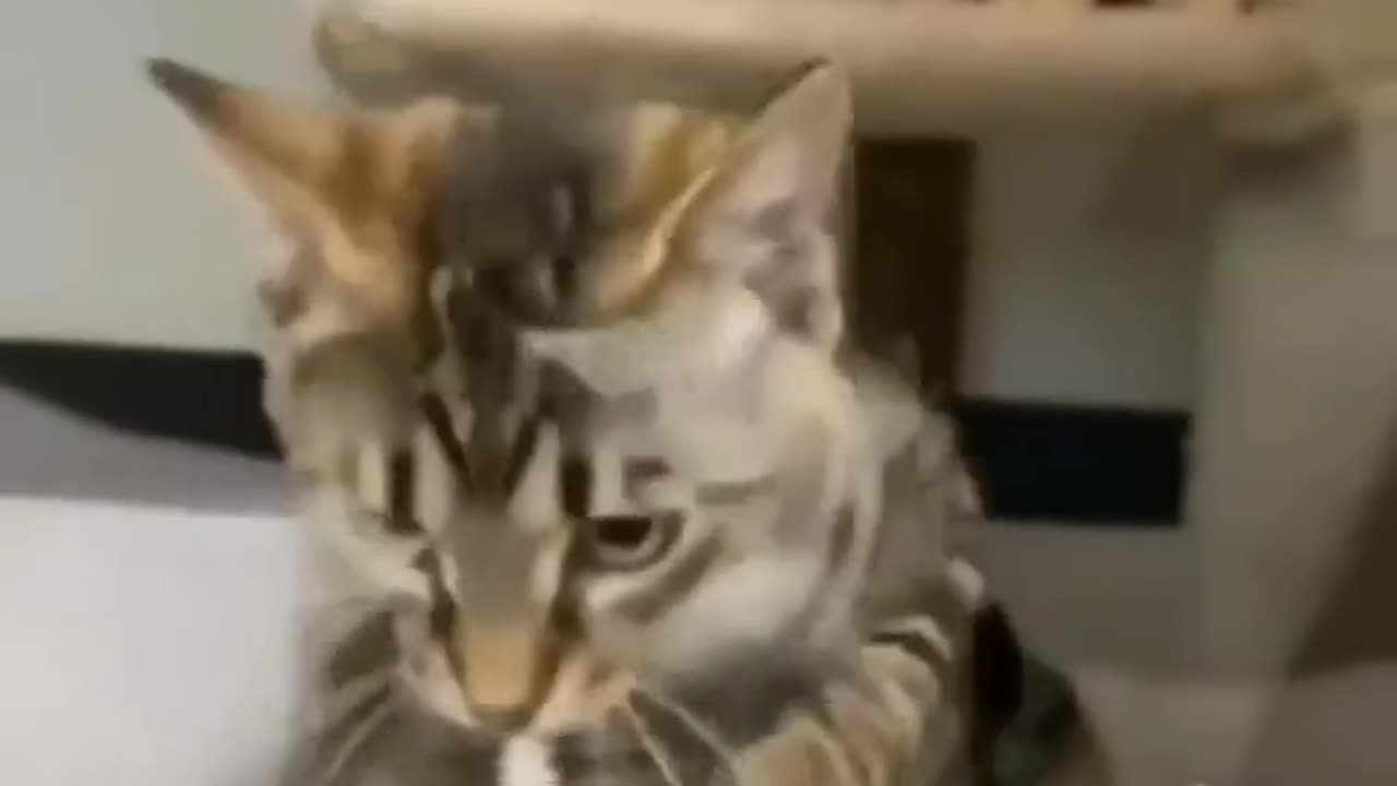 Funny and Cute Cats Videos #426