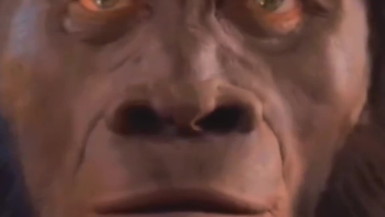 Funny video