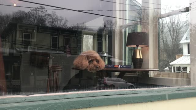 Dog Watching Snow Fall