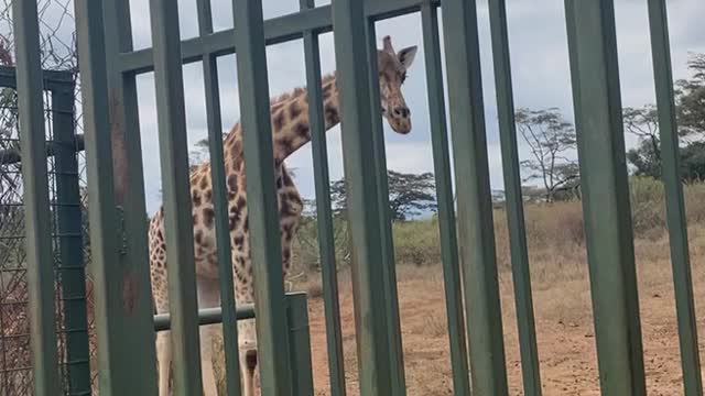 girrafe getting curious who came to visit their territory
