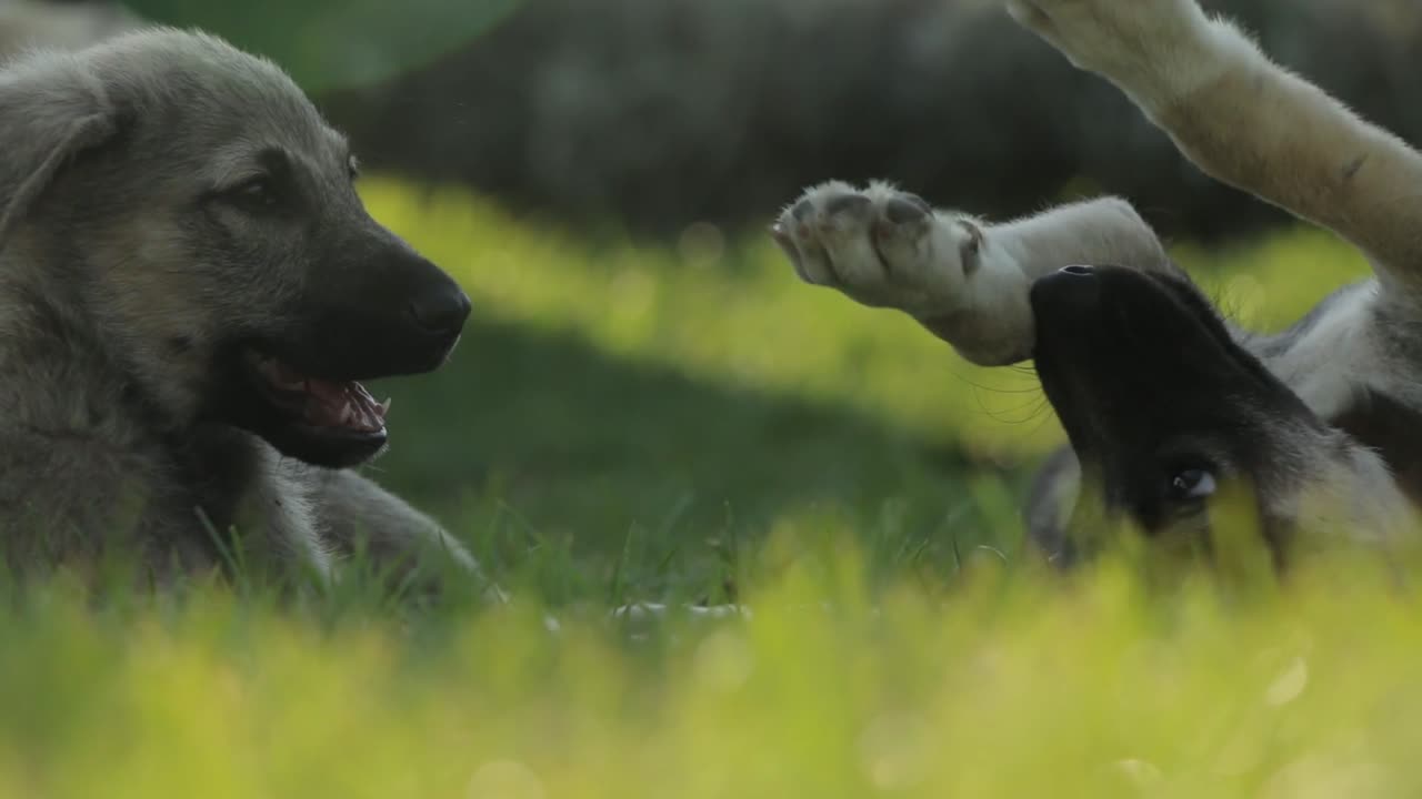 Dogs Playing