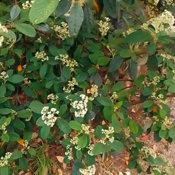 Reina la Primavera - Tacuarembó (25/10/2024)