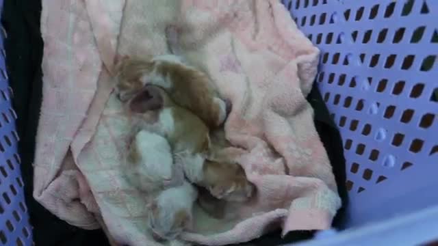 Yangon._A_stray_cat_gives_birth.