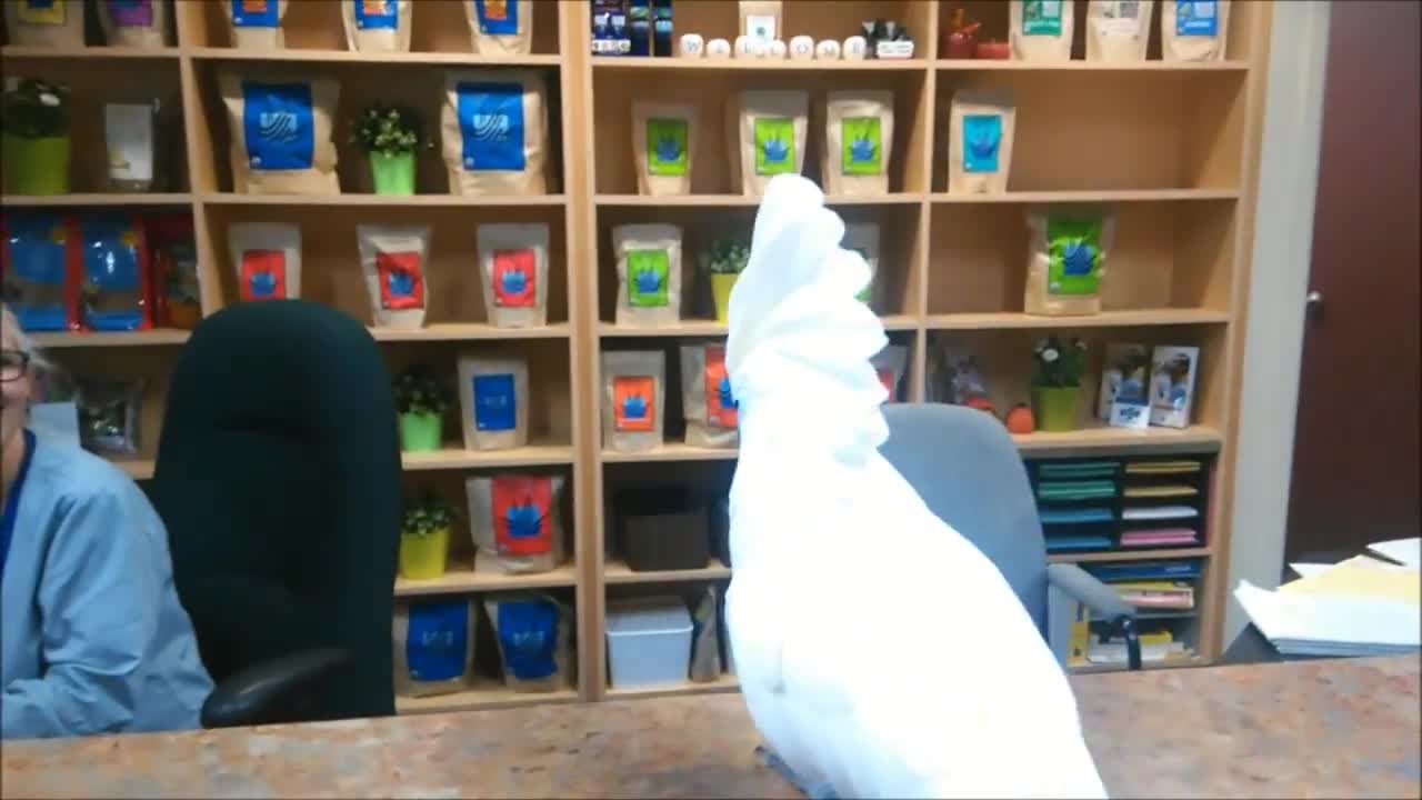 umbrella cockatoo