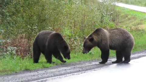 Epic grizzly bear fight!