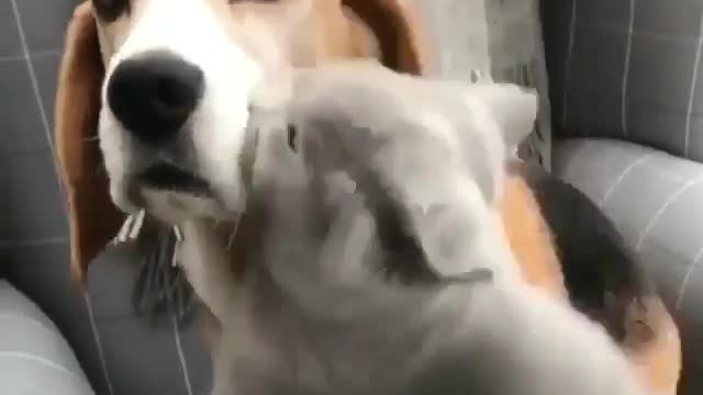 Cute cat hugs his dog friend