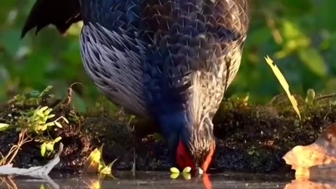 Wings of Wonder: Exploring the World of Birds