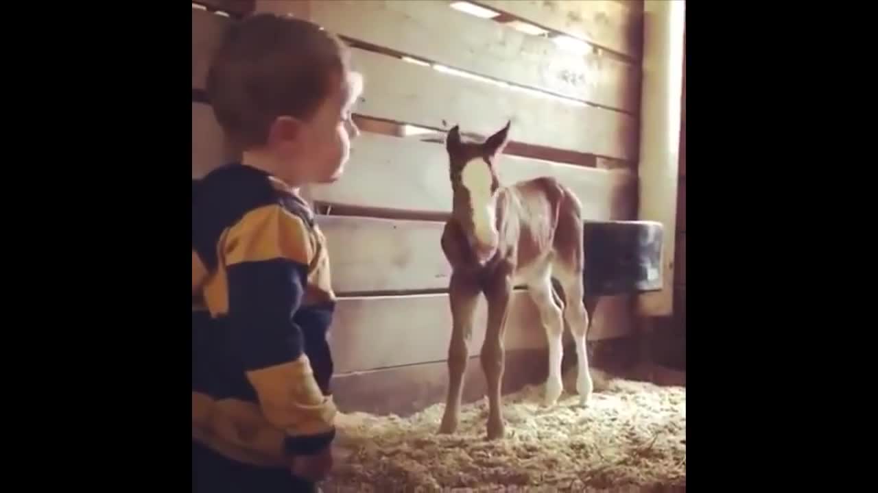 Funny and Cute Horse Videos Compilation cute moment of the horses- Cutest Horse #5-28