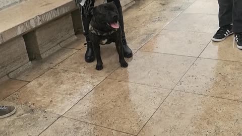 Cute Dog Yawns