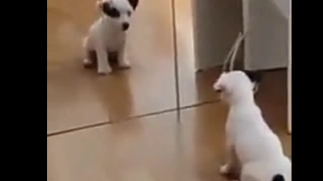 Funny dog video.quiet dog video.