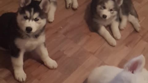 husky Sqaa