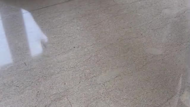 Cute Cat with tape