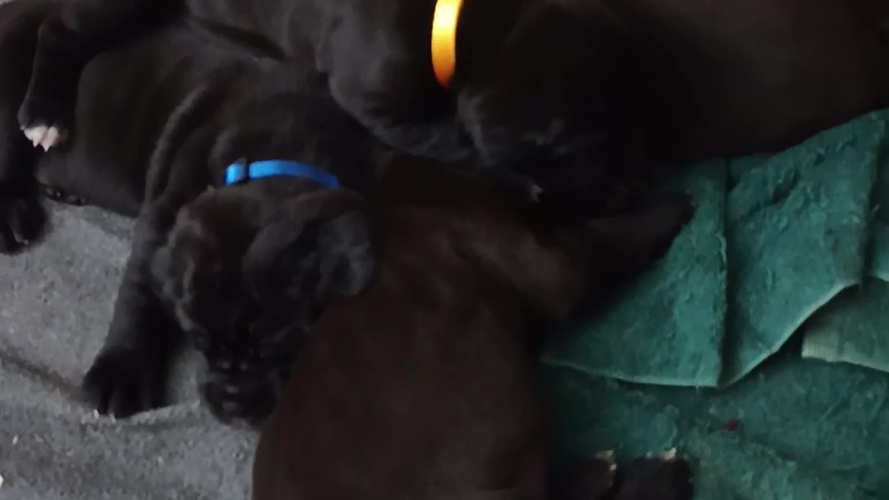 Cane Corso Puppies "Lux Pups at 3 weeks"