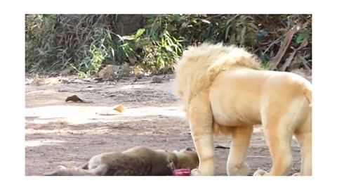 Troll Prank Dog Funny & fake Lion and Fake Tiger Prank To dog & Huge Box Prank to dog