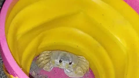 Catching crabs at the beach