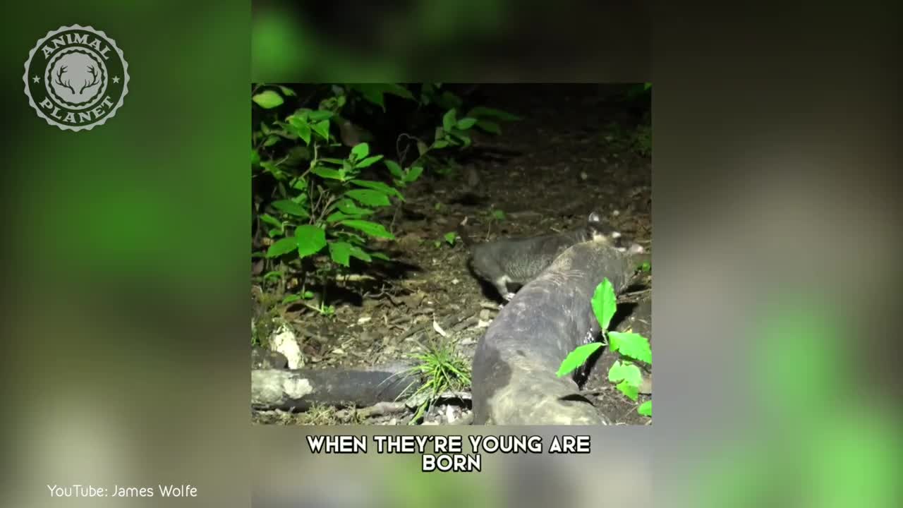 Water Opossum - In 1 Minute! ?? One Of The Cutest And Exotic Animals In The World