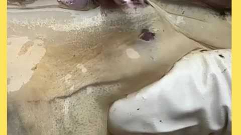 So satisfying to watch, fun with oyster, pearl extraction, oddly satisfying video