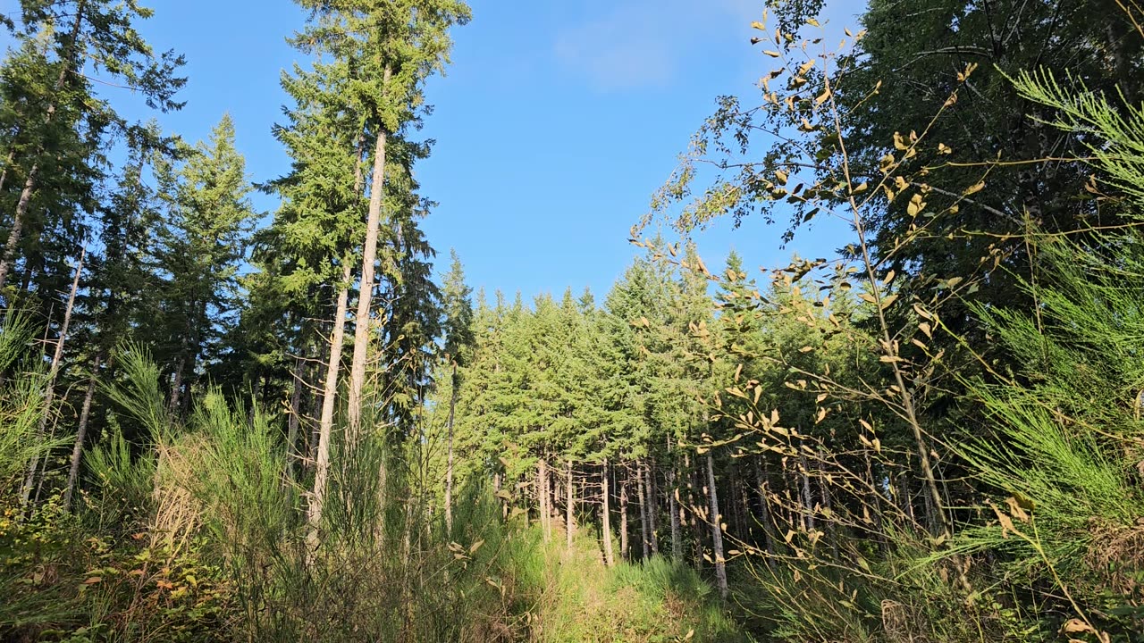 Breeze in the Trees 1: But why do they squeak?