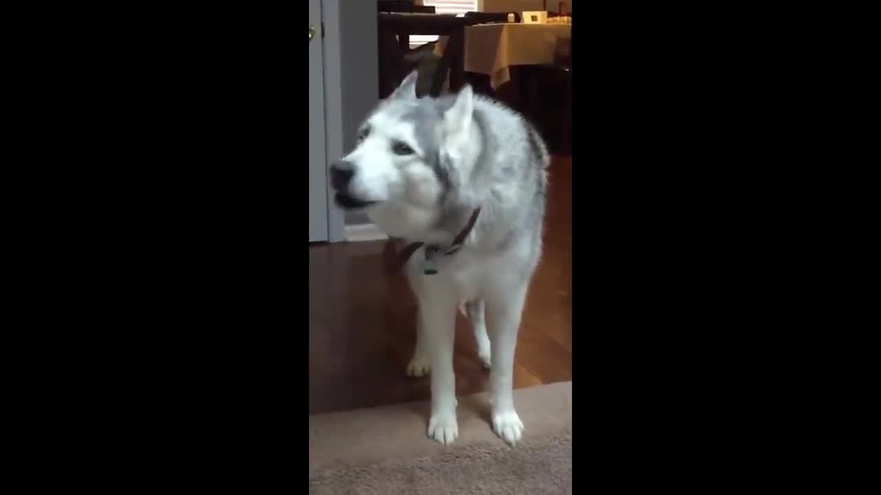 Cute husky just being husky