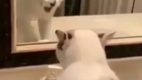 Funny cats that will make you laugh all day