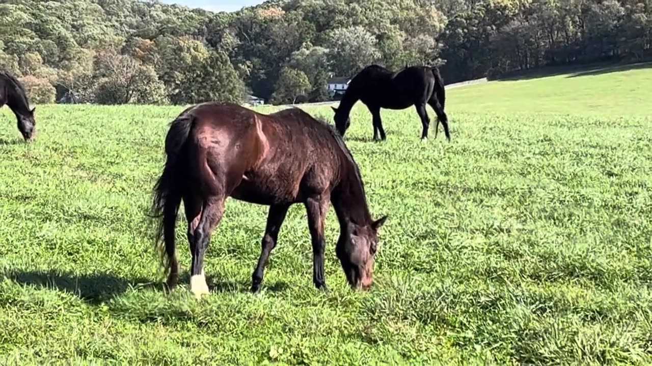 Horse Carrying Birds