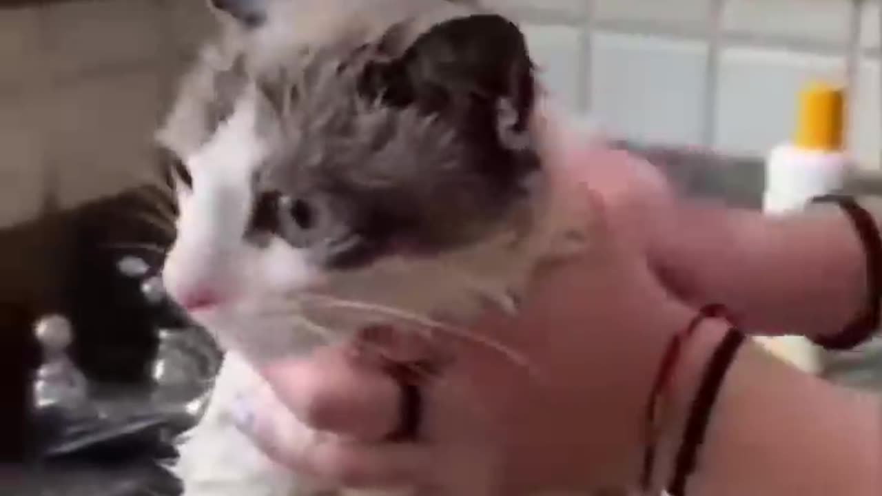 Disgruntled Cats Get the Most Unusual Beauty Treatment!