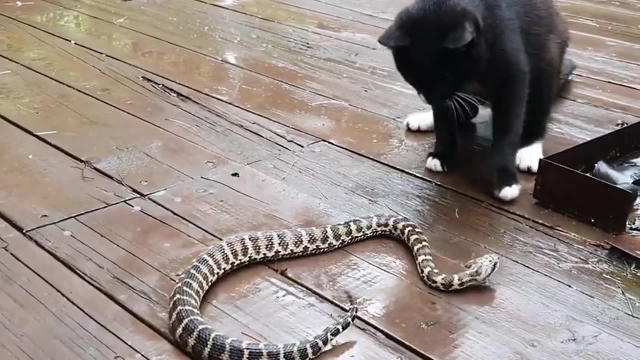 Snake cat fight