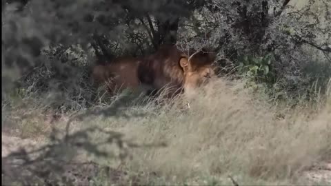 Critical_moments_between_the_hunter_and_the_prey