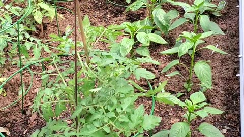 Homestead garden utilizing multiple raised beds *Part #24