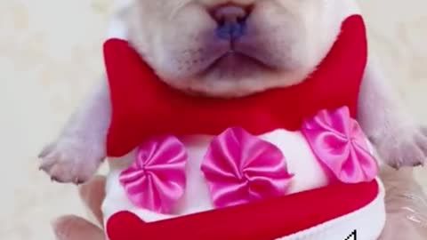 Oh my God, this puppy is so cute. I love it