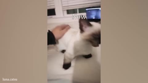 Funny Talkative Cat