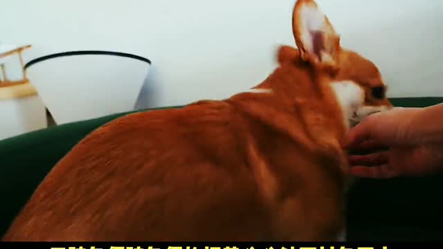 Cooky Dog Cold Knowledge