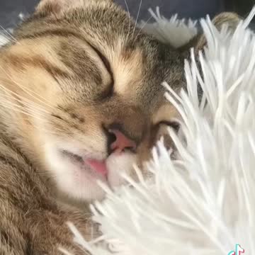 CUTE CAT ACTING WEIRD.mp4