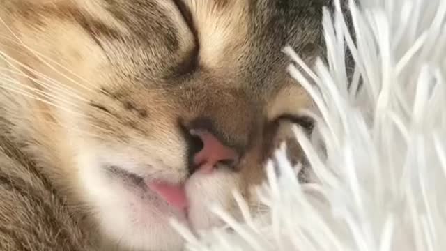 CUTE CAT ACTING WEIRD.mp4