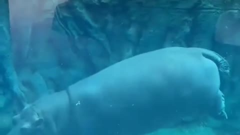 This is a beautiful and charming water-dwelling species