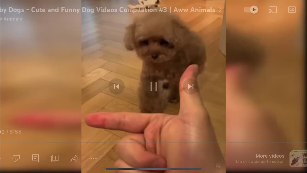 THE MOST ADORABLE AND EFFICIENT DOG