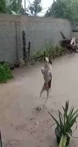 Funny animal moments