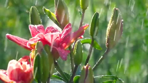 SLEEPING RAIN SOUNDS