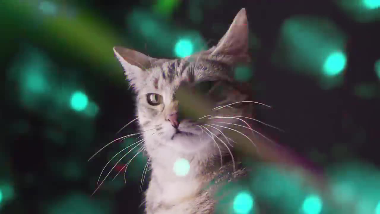 CATS RAVE